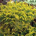 Solidago flexuosa 'Fireworks'